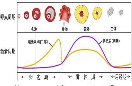 供卵做试管婴儿的术前检查和费用