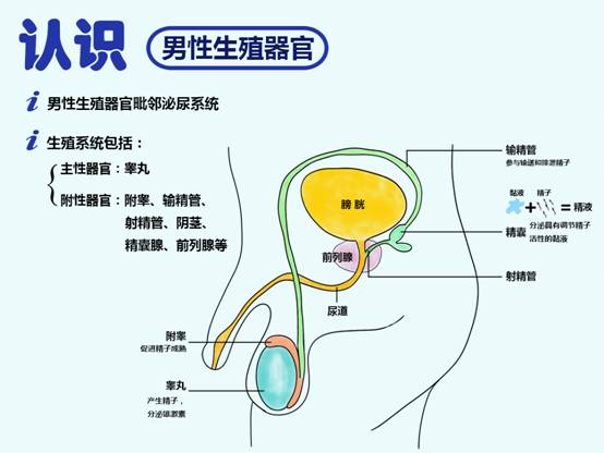 供卵代生试管自卵移植后血药浓度非常低--移植后血药浓度低能不能成功