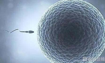 供卵私立代怀试管胚胎移植前怎么吃才健康合理