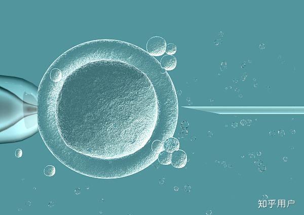 试管早期囊胚是什么意思